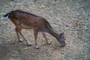 Deers in daylight, young and adult, Greece