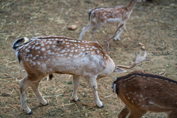 Deers in daylight, young and adult, Greece
