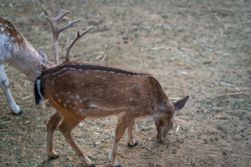 Deers in daylight, young and adult, Greece