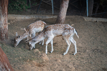 Deers in daylight, young and adult, Greece