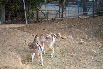 Deers in daylight, young and adult, Greece