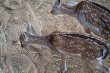 Deers in daylight, young and adult, Greece