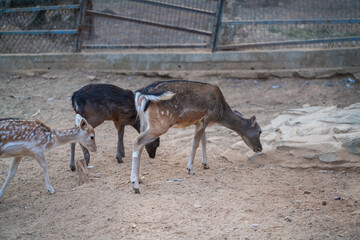 Deers in daylight, young and adult, Greece