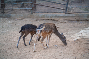 Deers in daylight, young and adult, Greece