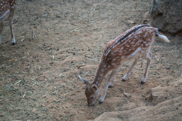 Deers in daylight, young and adult, Greece