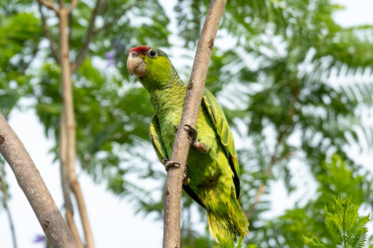 loro