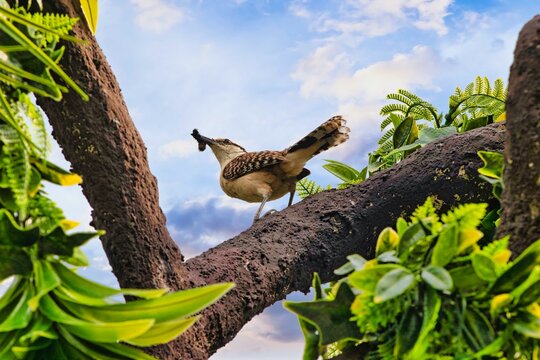 Wild bird hunting insects
