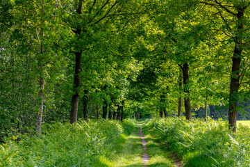Hiking concept, Spring landscape with small nature gravel path and grass, Line of trees with green leaves along both side of the way, Gelderland province in the centre-east of the country, Netherlands