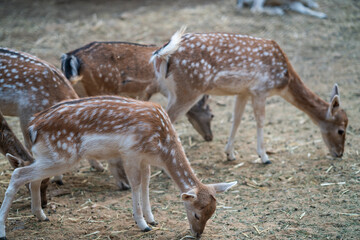 Deers in daylight, young and adult, Greece
