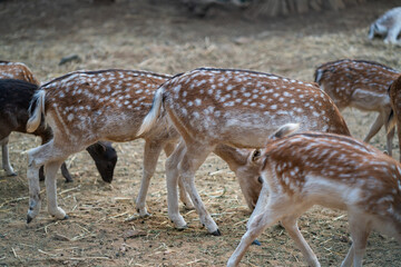 Deers in daylight, adults and young ones, Greece