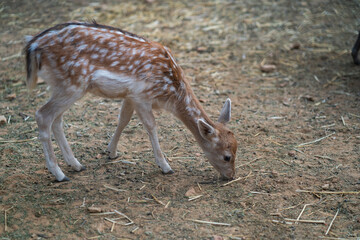 Deers in daylight, adults and young ones, Greece