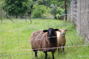 Black and white sheep chewing grass