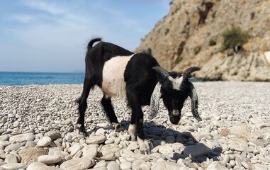 Goat on the rocky beach