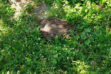 Cow manure on the grass