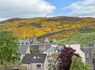 Gorse-covered slopes of Holyrood Park overlooking the city of Edinburgh, Scotland. 