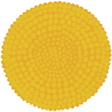Beautiful shape and colors of yellow flower pollon..