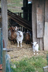 Goat family staring at the camera in the barn