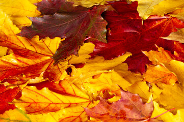 Fototapeta premium Autumn leaves on a white background. Autumn is the hardest time of the year. All the leaves fall and they fall like they fall in love with the ground