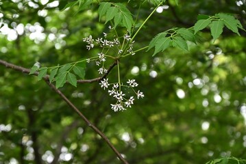 Chinaberry ( Melia azedarach ) flowers. Meliaceae deciduous tree. Pale purple five-petal flowers bloom in early summer. It is also a medicinal plant.