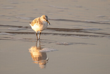 sandpipers on the beach at sunrise