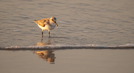 sandpipers on the beach at sunrise