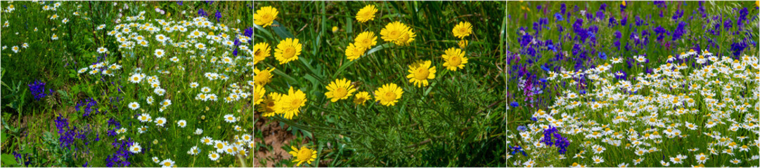 Obraz premium Enjoy the beauty of nature with wildflowers in the meadows Discover the variety of species and colors Learn about the ecosystem and biodiversity of the grasslands