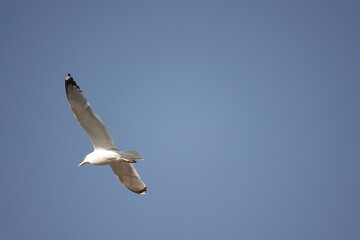 Mewy - ptaki latające na czystym, niebieskim, niebie © tomo81