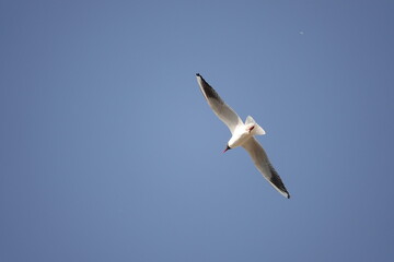 Mewy - ptaki latające na czystym, niebieskim, niebie