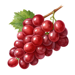 Fototapeta premium Red Grapes Bunch Isolated on Transparent Background – Fresh Juicy Fruit Clipart