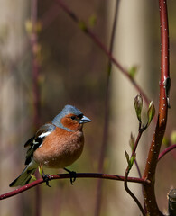 Hawfinch on the branch
