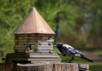 Crow looking into bird house