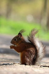 Squirrel eating nuts