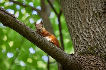 Squirrel looking at the camera from the brunc