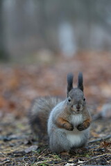 Fluffy Squirrel in the autumn forest looking at the camera