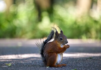 Squirrel eating nuts