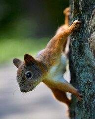 Squirrel on the tree