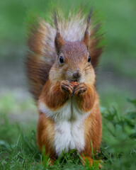 Squirrel with nut on the grass looking at the camera