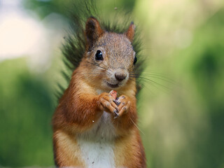 Squirrel with nut on the grass looking at the camera