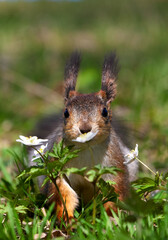 Squirrel in the flowers looking at camera