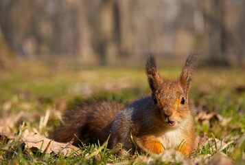 Squirrel on the grass looking at the camera