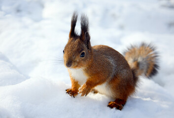 Squirrel on the winter snow
