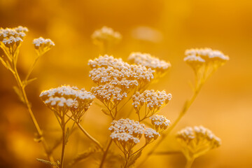 Yarrow medical plant in a golden sunlight.