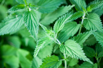 Nettle plant growing in the ground. Medical herbs in summer garden.