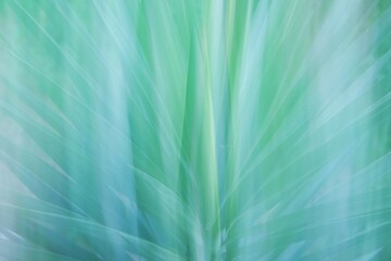 Abstract plant texture closeup