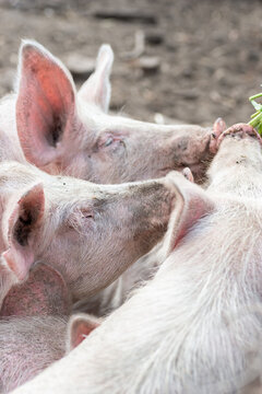 Pig farming raising and breeding of domestic pigs.