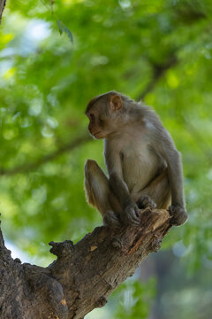 Nature portrait monkey on a tree