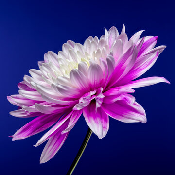 Pink Chrysanthemum on blue Background