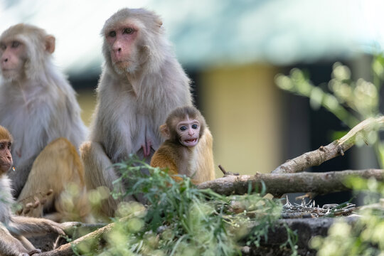 Wildlife photography rhesus monkeys zoo