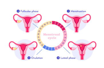 Diagram showing four stages of the menstrual cycle with uterus illustrations, flat graphic style, white background, concept of reproductive health. Vector illustration