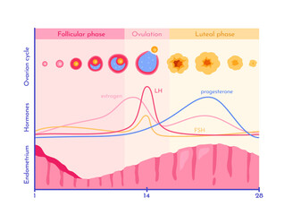 Fototapeta na wymiar Diagram showing ovarian cycle phases with hormone levels, ovulation process, and endometrial changes, in flat style on white background. Concept of fertility. Vector illustration